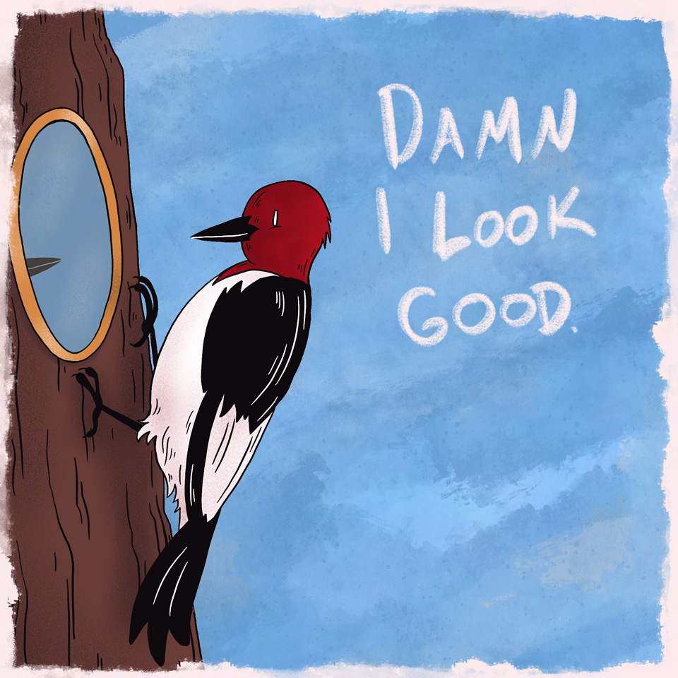 Woodpecker looking in a mirror